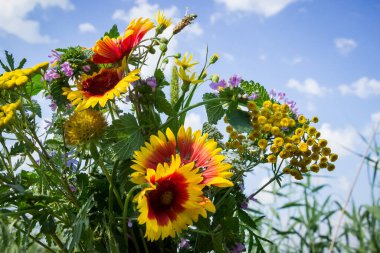 Yazın gökyüzünün arka planında bir buket kır çiçeği, çeşitli otlar, mavi, beyaz bulutlar, güzel gaillardia, güzel, sıcak, gün, yaz, dinlenme, tatil, hafta sonu,