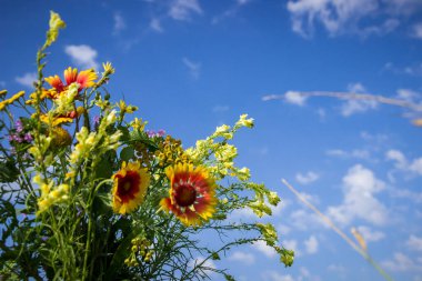 bouquet of wildflowers, against background of the summer sky, various grasses, blue, white clouds, beautiful gaillardia, in hand, beautiful, warm, day, summer, rest, vacation, weekend,