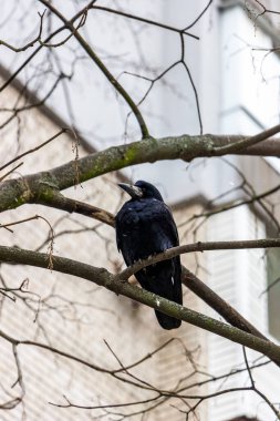 Çıplak bir ağaç dalında oturan yetişkin kale, kuş Corvus frugilegus, siyah karga, alt görüş, arka plan yüksek bina, şehir, orta çekim, kış günü,