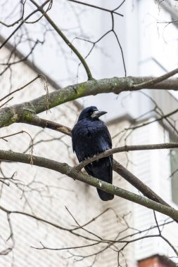 Çıplak bir ağaç dalında oturan yetişkin kale, kuş Corvus frugilegus, siyah karga, alt görüş, arka plan yüksek bina, şehir, orta çekim, kış günü,