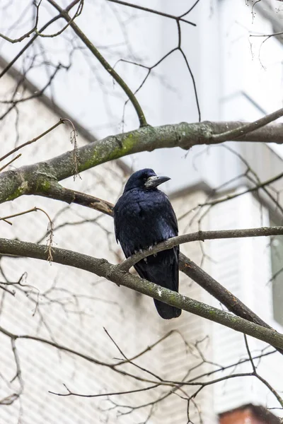 Çıplak bir ağaç dalında oturan yetişkin kale, kuş Corvus frugilegus, siyah karga, alt görüş, arka plan yüksek bina, şehir, orta çekim, kış günü,