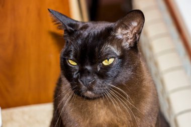 Gündüz vakti pencerenin kenarında oturan kahverengi kedi, gözleri şaşı, dikkat, portre, kısa saçlı, Avrupa Birmanı, cins, yakın plan, portre, yerli, yatay fotograf, bulanık arka plan.