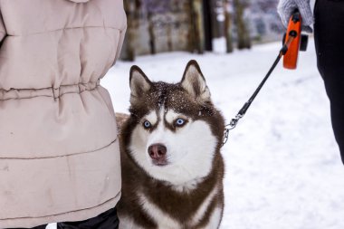 Sibirya köpeği, sahibinin yanındaki karlı parkta duruyor, kırmızı ve beyaz köpek, dost canlısı, kar içinde yüz, parlak mavi gözler, portre, arkadaş, pofuduk, kış günü, tasma, yakın çekim, düz, kalın kürk,