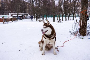Sibirya kurdu karlı parkta oturur, çocuklar tam yol gider, kırmızı ve beyaz köpek, arkadaş canlısı yüz, kar, mavi gözler, arkadaş, tüylü, kış günü, tasma, yakın plan, düz görüş, kalın kürk, yetişkin