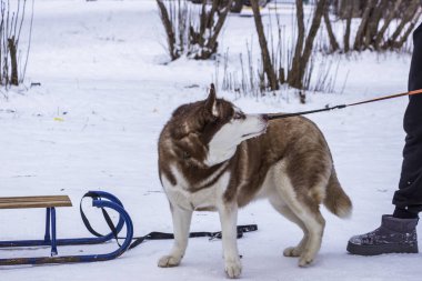 Sibirya Husky 'si karın üzerinde duruyor, kadına bakıyor, sahibi büyük köpeği tasmasından, bahçesinden, yanındaki kızaktan tutuyor, yandan, kırmızı ve beyaz, parlak mavi gözler, kalın mavi gözler, yetişkin, bakımlı, evcil hayvan, yürüyüş, karlı park, kışlık yakın çekim