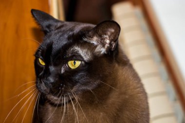 Kahverengi kedi gündüz pencerenin yanında oturuyor, sarı gözler, dikkatle bakıyor, portre, kısa saçlı, Avrupa Birmanı, cins, yakın plan, portre, iyi bakımlı, evcil, yatay fotoğraf, bulanık arka plan