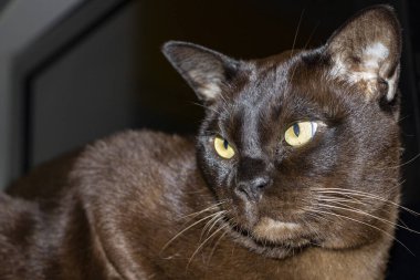 Yetişkin bir kedinin portresi, kahverengi surat, ciddi görünüm, yakın çekim, sarı gözlü, şık, çift çene, Avrupa burması, makro, yatay fotoğraf, tam yüz.,