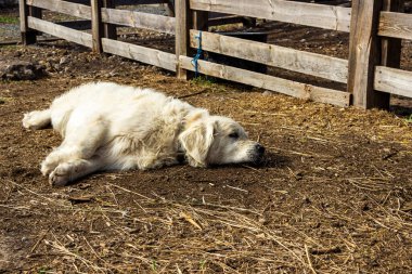 Beyaz büyük köpek, ahşap çitin, saman, uzanmış patiler, dinlenme, köy yolu, tam yüz, uyuklama, tatmin olmuş yüz, tam boy, melez, golden retriever, kıllı, evcil hayvan, bakımlı, güneşli, liito, genç, dikey fotoğraf