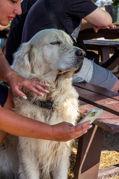 Beyaz büyük köpek sahibinin yanında oturuyor, selfie çekiyor, telefonla el, ahşap banklar, kırsal alan, tam yüz, tatmin olmuş yüz, tam boy, melez, golden retriever, kıllı, evcil hayvan, bakımlı, güneşli, liito, genç, dikey fotoğraf