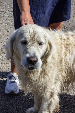 Sahibi büyük beyaz bir köpeğin kafasını çiziyor, bahçede ayakta duruyor, bir köy yolu, portre, tam yüz, sakin yüz, cins, golden retriever, kıllı, bakımlı, güneşli, yaz, genç, dikey fotoğraf