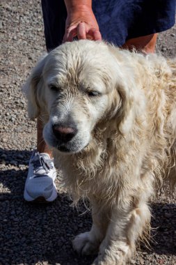 Sahibi büyük beyaz bir köpeğin kafasını çiziyor, bahçede ayakta duruyor, bir köy yolu, portre, tam yüz, sakin yüz, cins, golden retriever, kıllı, bakımlı, güneşli, yaz, genç, dikey fotoğraf
