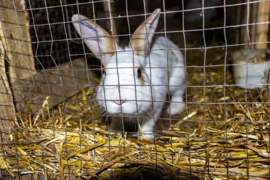 Beyaz evcil tavşan parmaklıklar arkasında bir kuşhanede oturur, görünüş, büyük parçalar, besleyici, portre, çiftlik, çiftlik, yerli, ahır, saman, açık kahverengi, beslenme, elma, şirin, kıllı, orta boy fotoğraf,,