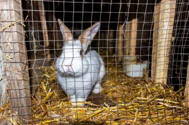 Beyaz evcil tavşan parmaklıklar arkasında bir kuşhanede oturur, görünüş, büyük parçalar, besleyici, portre, çiftlik, çiftlik, yerli, ahır, saman, açık kahverengi, beslenme, elma, şirin, kıllı, orta boy fotoğraf,,