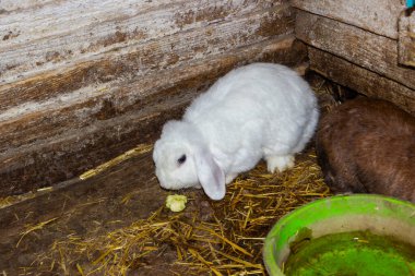 Kuşhanede oturan, yemek yiyen, uzun kulaklar, dekoratif cins, üst görünüm, büyük yanaklar, besleyici, tam boy, çiftlik, yerli, ahır, elma, şirin, kıllı, orta boy, yatay fotoğraf,