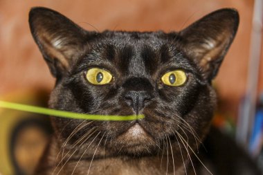 Koyu kahverengi kedinin yeşil çimenleri koklaması, sarı gözlü, çerçeve içine bakan makro, büyük bıyıklar, portre, odaklanmış kafa, üreme, evde, Avrupa Burma 'da, yatay fotoğraf, orta boy, gün ışığı, bulanık arkaplan