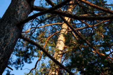 Ormanın ortasında büyük çam gövdeleri, aşağıdan manzara, açıklık, dallar, yeşil iğneler, mavi gökyüzü arka planı, kozalaklı tepeler, eski ağaçlar, yolculuk, gün, çalılıklar, eski bina, doğa, uzak plan, yatay fotoğraf,