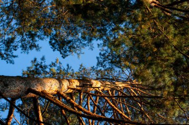 Ormanın ortasında büyük çam gövdeleri, aşağıdan manzara, açıklık, dallar, yeşil iğneler, mavi gökyüzü arka planı, kozalaklı tepeler, eski ağaçlar, yolculuk, gün, çalılıklar, eski bina, doğa, uzak plan, yatay fotoğraf,