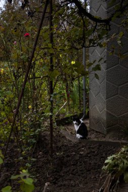 Akşamları evin altındaki bahçeye kaçan siyah beyaz kedi, üzümler, alacakaranlık, yataklar, bahçe işleri, yabani otlar, sonbahar, sarı yapraklar, dikey fotoğraf,