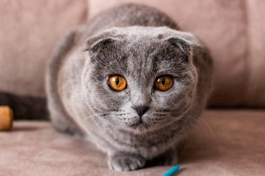 Kanepede pençeleri katlanmış, ileriye bakan, portre, şaşırmış kedi yavrusu, küçük kulaklar, parlak sarı gözler, şirin ağızlık, makro, İskoç katlı, cins, evcil hayvan, peluş, arkadaş, ergen, evcil hayvan, odada,