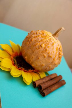 Engebeli desenli küçük dekoratif balkabağı, yapay çiçek, ayçiçeği, dekoratif çeşitlilik, sarı yapraklar, karanlık çekirdek, üç tarçın çubuğu, parlak mavi turkuaz yüzey, elementlerin aksine sonbahar kompozisyonu, sebze, gün ışığı, yakın çekim