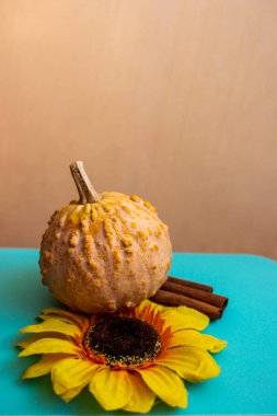 Engebeli desenli küçük dekoratif balkabağı, yapay çiçek, ayçiçeği, dekoratif çeşitlilik, sarı yapraklar, karanlık çekirdek, üç tarçın çubuğu, parlak mavi turkuaz yüzey, elementlerin aksine sonbahar kompozisyonu, sebze, gün ışığı, yakın çekim