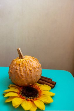 Engebeli desenli küçük dekoratif balkabağı, yapay çiçek, ayçiçeği, dekoratif çeşitlilik, sarı yapraklar, karanlık çekirdek, üç tarçın çubuğu, parlak mavi turkuaz yüzey, elementlerin aksine sonbahar kompozisyonu, sebze, gün ışığı, yakın çekim