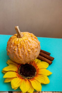 Engebeli desenli küçük dekoratif balkabağı, yapay çiçek, ayçiçeği, dekoratif çeşitlilik, sarı yapraklar, karanlık çekirdek, üç tarçın çubuğu, parlak mavi turkuaz yüzey, elementlerin aksine sonbahar kompozisyonu, sebze, gün ışığı, yakın çekim