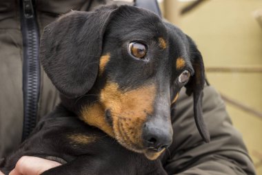 Akıllı ağızlıklı yetişkin köpek dachshund, elinde, yana bakıyor, portre, düz saçlı, siyah ten rengi, standart, uzun burun, komik yüz, arkadaş, güneşli hava, ev, yakın plan, gün ışığı, evcil hayvan, yatay fotoğraf,