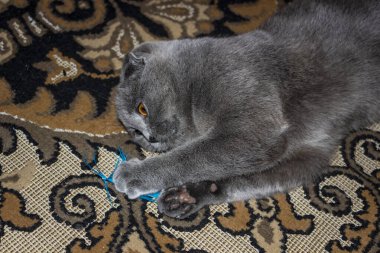 Gri sarkık kulaklı kedi pençelerinde mavi tüy, desenli halı, oyuncak, parlak sarı gözler, portre, sevimli, üst manzara, güzel kedi yavrusu, küçük kulaklar, odada, İskoç katmanı, üreme, peluş, arkadaş, genç arkadaş, yatay fotoğraf,,