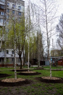 Kentte huş ağaçları dikilir, gövdeler etrafında toprak duvarlar, saman, odun parçaları, nem, kök koruması, beyaz ağaç kabuğu, park, mesken alanı muhafaza edilir.