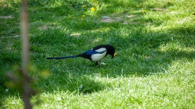 magpie on young grass, city, looking food, black white color, long tail, omnivorous bird, black, shoulders, belly white, dandelions bloom, spring day, sunny, warm season, resident bird, Ukraine, background greenery