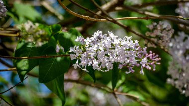 Eustoma 'nın küçük açık mor çiçekleri, yeşil yapraklar arasında cilt bakımı, neredeyse beyaz leylak, yakın plan, güneşli gün, bahar, çiçek açan, yatay fotoğraf