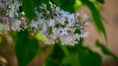 Eustoma 'nın küçük açık mor çiçekleri, yeşil yapraklar arasında cilt bakımı, neredeyse beyaz leylak, yakın plan, güneşli gün, bahar, çiçek açan, yatay fotoğraf