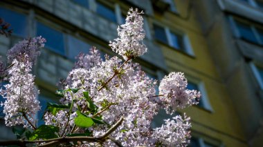 Eustoma 'nın küçük açık mor çiçekleri, yeşil yapraklar arasında cilt bakımı, neredeyse beyaz leylak, yakın plan, güneşli gün, bahar, çiçek açan, yatay fotoğraf