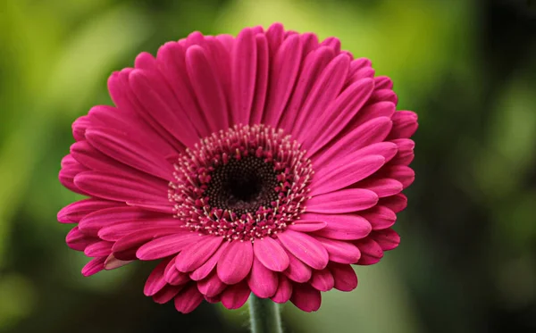 Close Shot Beautiful Pink Gerbera Daisy Flower — Stock Photo, Image