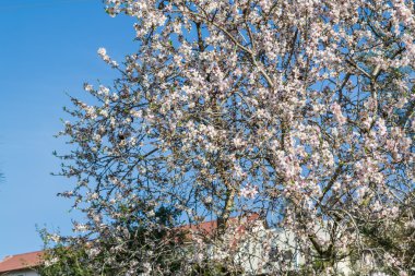 badem-ağacı çiçek açması