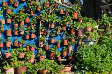 Saksı bitkiler. hobi