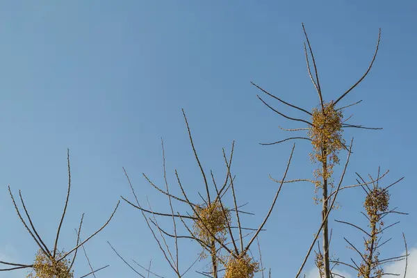 Γυμνό δέντρο μεγαλώνει προς τον ουρανό — Φωτογραφία Αρχείου