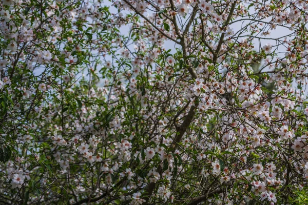 El florecimiento del almendro —  Fotos de Stock