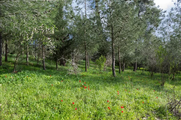 Flowers in the forest — Stock Photo, Image