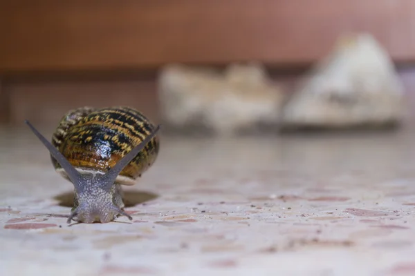 Big beauty snail — Stock Photo, Image