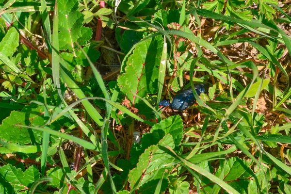 草丛中的蓝色虫子 — 图库照片
