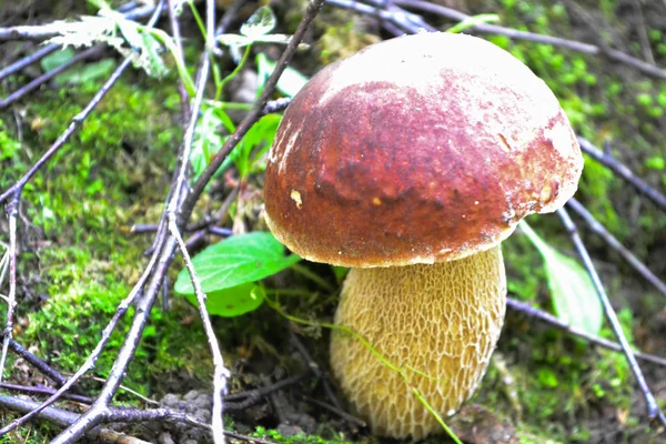 Paddenstoel in het bos — Stockfoto