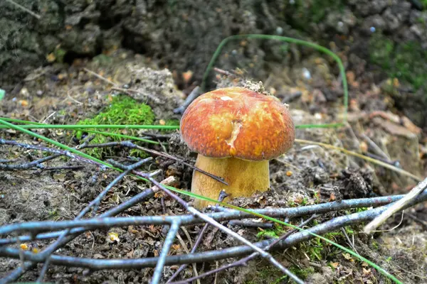 숲 속의 버섯 — 스톡 사진