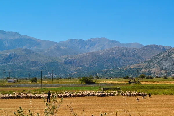 Pastýř ovce — Stock fotografie