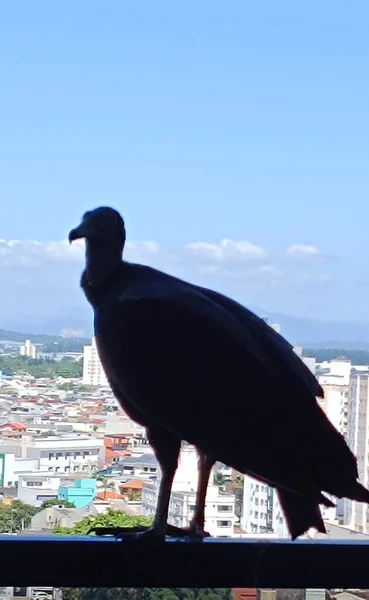 Urubu cabea preta Ave derapina  (coragyps Atratus) voando sobre os predios
