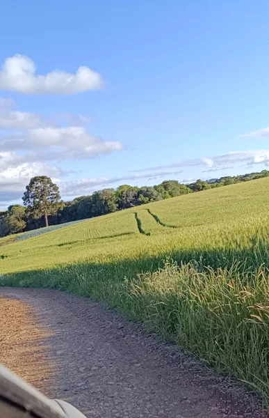 yeşil çimen tarlası, kırsal doğa ve çevre; Brezilya 'da buğday tarlası