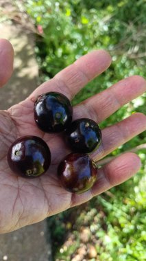 Mao com frutos de jaboticaba