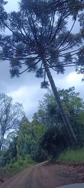 Araucaria 'da. Orman yeşili