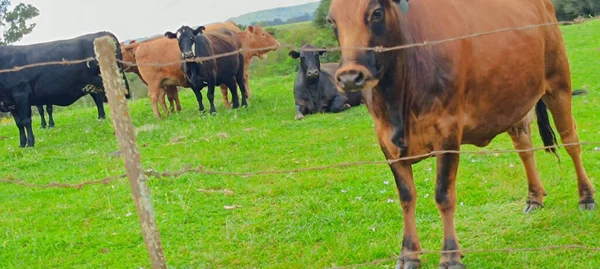 Yeşil bir çayırda otlayan bir inek..